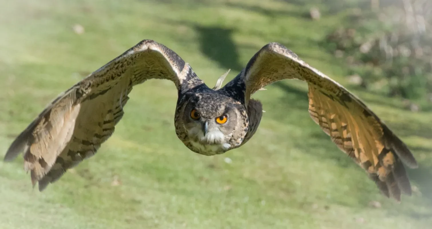 Greifvogel-Flugshow auf der Burg Hohenwerfen