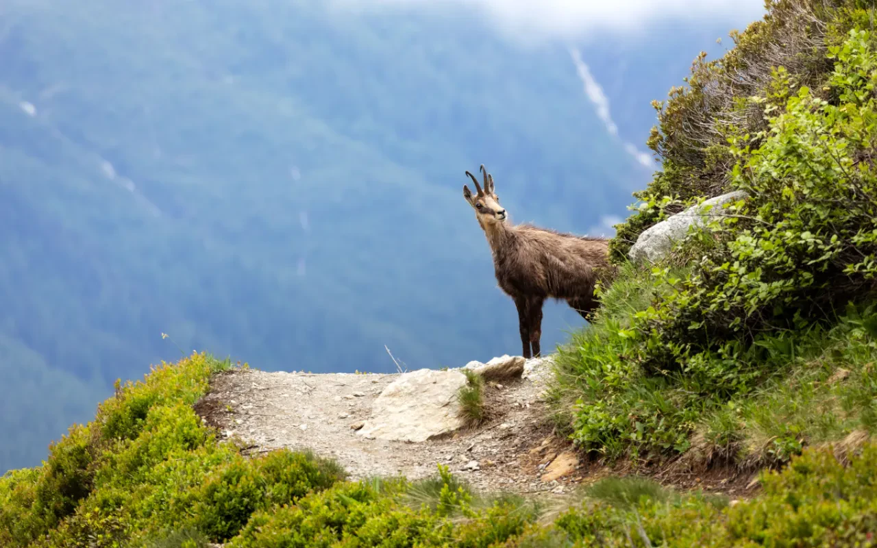 Wilde Alpen-Gämsen mitten im Stadtgebiet: Die Steilwände des Kapuzinerbergs